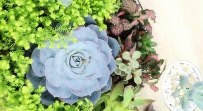 室内适宜种什么绿植及其如何养护